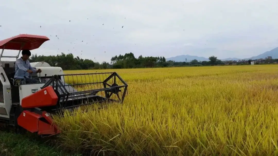 廣東省農(nóng)業(yè)龍頭補(bǔ)貼 廣東省農(nóng)業(yè)龍頭補(bǔ)貼